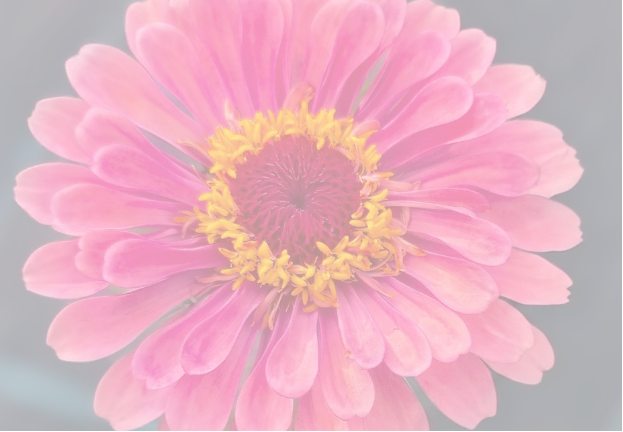 A close-up of a pink zinnia flower with a yellow center, shown against a soft light gray background.