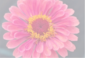 A close-up of a pink zinnia flower with a yellow center, shown against a soft light gray background.